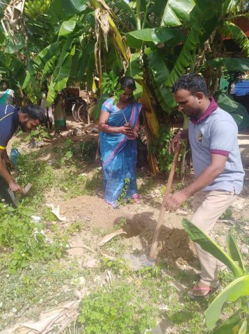 Tree Plantation