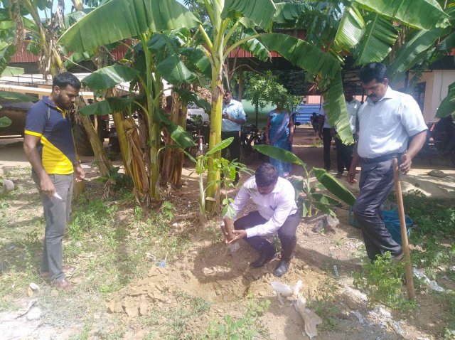 Tree Plantation