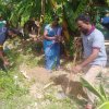 Tree Plantation