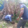 Tree Plantation